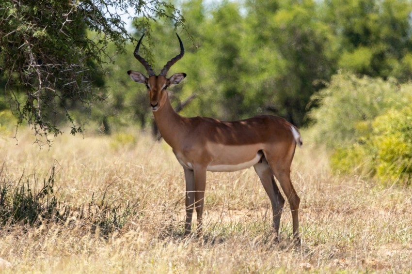 a gazelle standing in a field with trees in the background