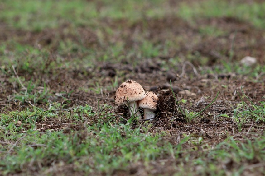 a small mushroom sitting in the middle of a field tE