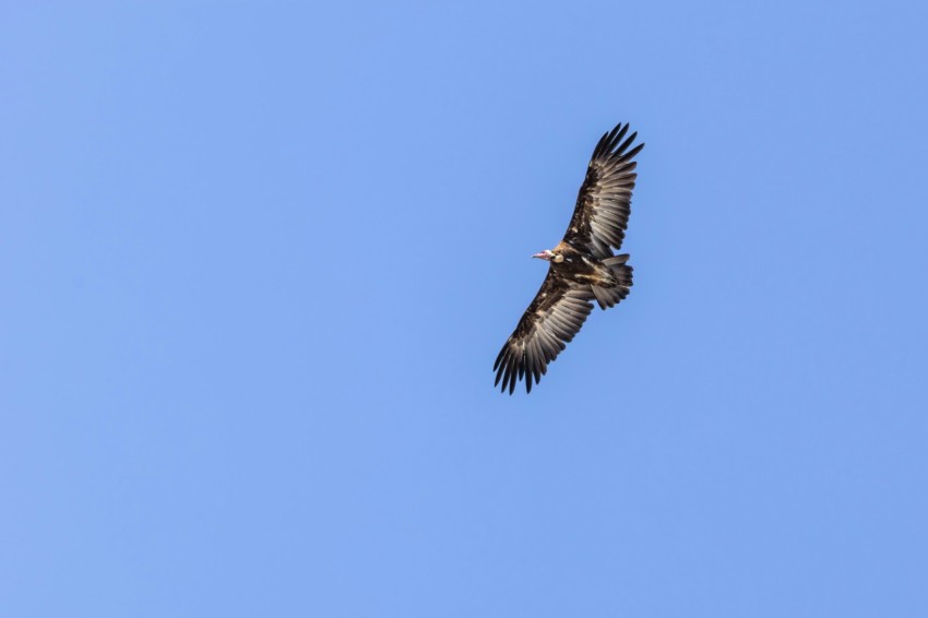 a large bird flying through a blue sky