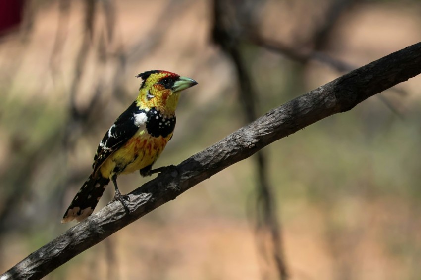 a colorful bird perched on a tree branch