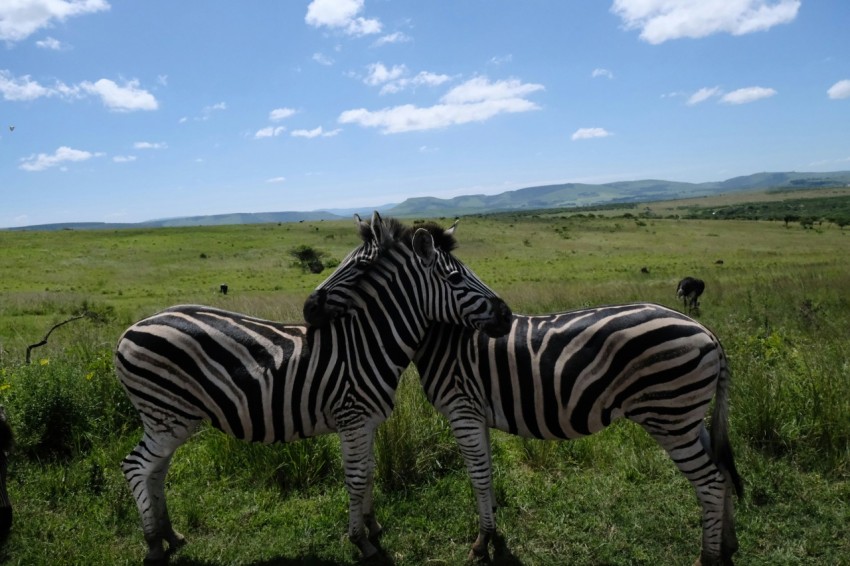 a couple of zebra standing on top of a lush green field