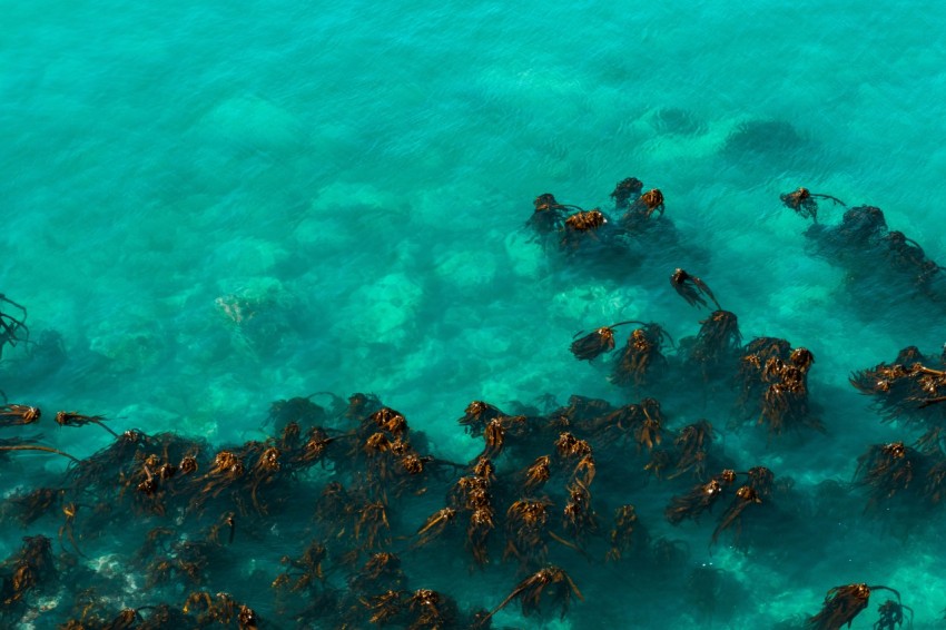 school of orange fishes in water RUEijU