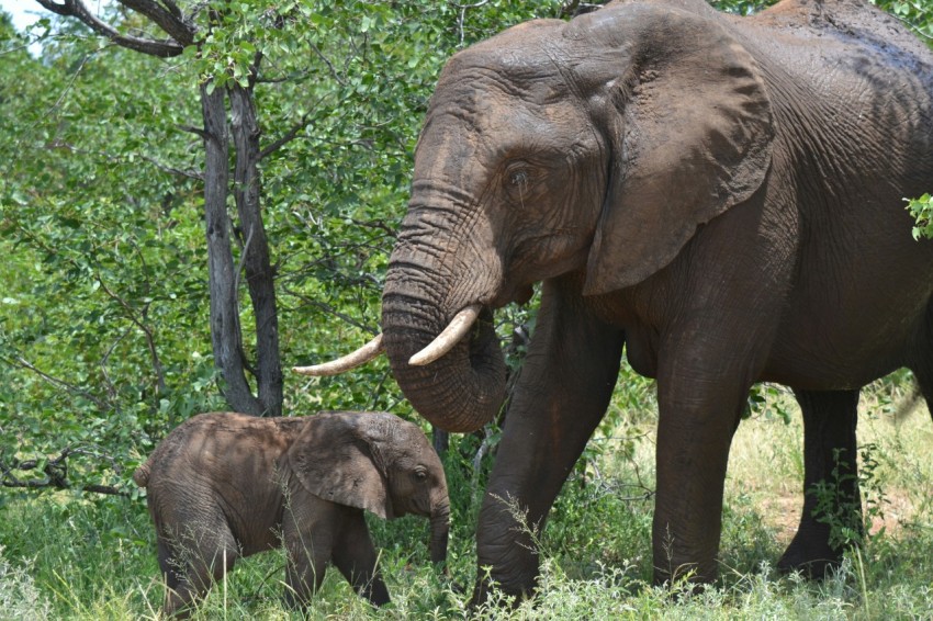 a large elephant standing next to a baby elephant