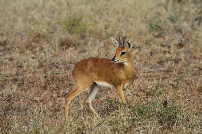 brown deer on brown grass field during daytime