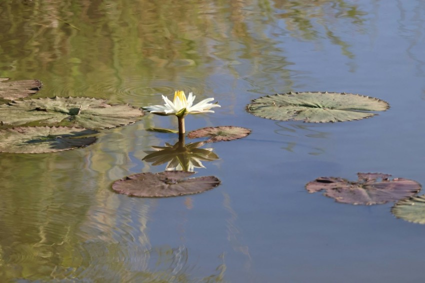 a white flower floating on top of a body of water