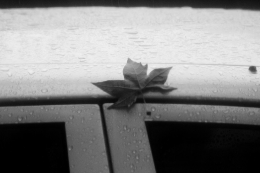 a leaf that is sitting on the hood of a car