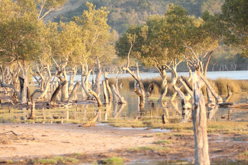 a body of water with trees around it