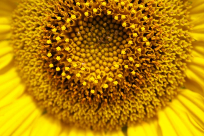 a close up of a yellow sunflower