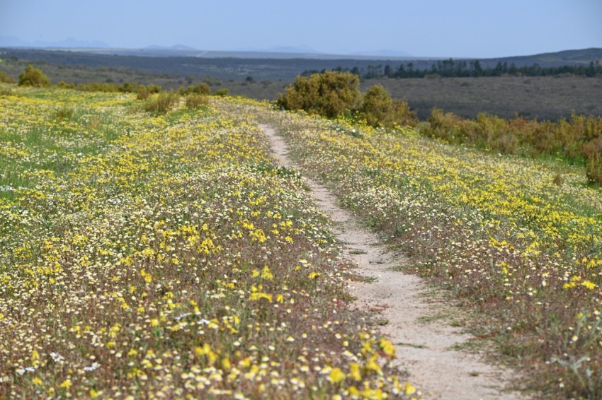 a dirt road going through a field of wildflowers