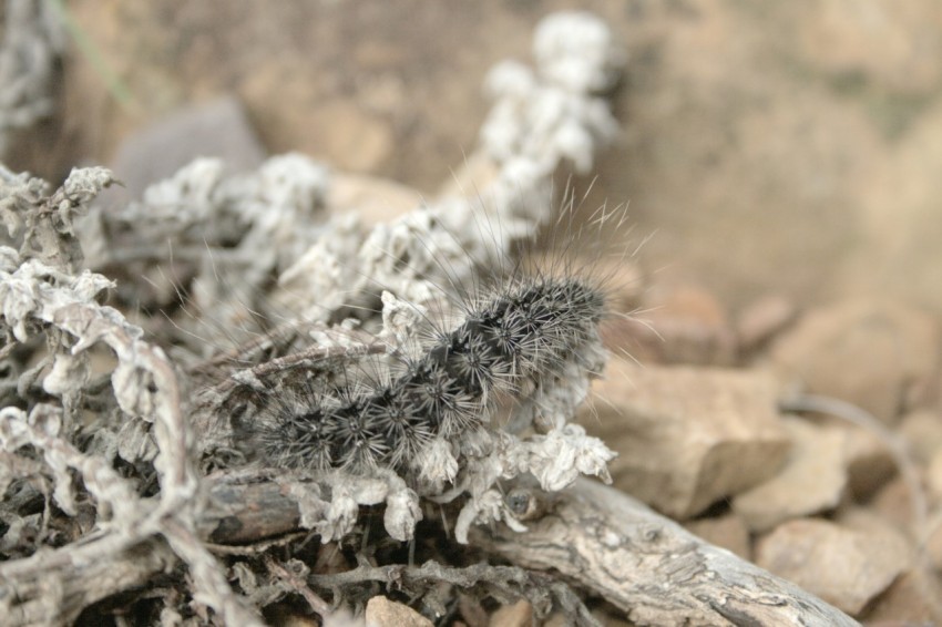 a close up of a plant on some rocks fRkRvL