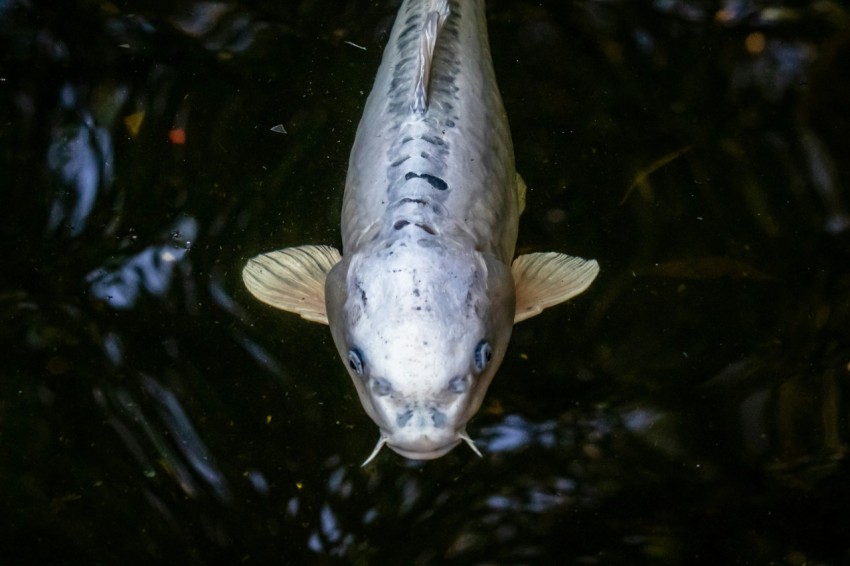 a fish swimming in a pond of water