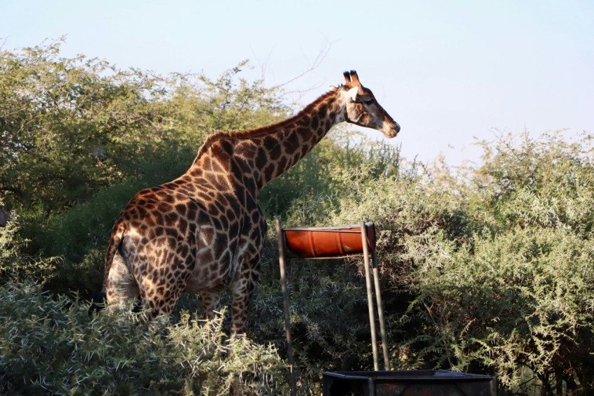 a giraffe standing in the middle of a forest