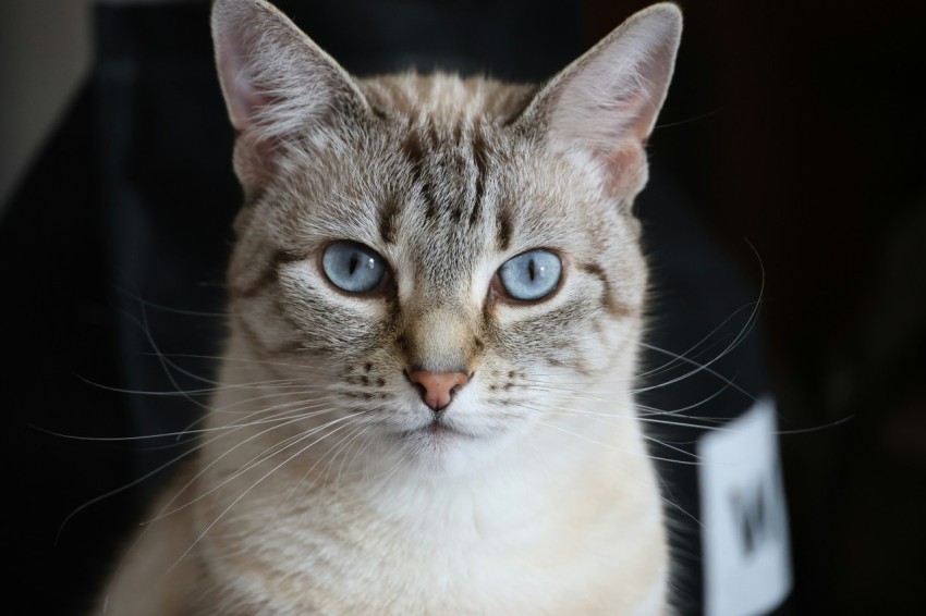 a close up of a cat with blue eyes