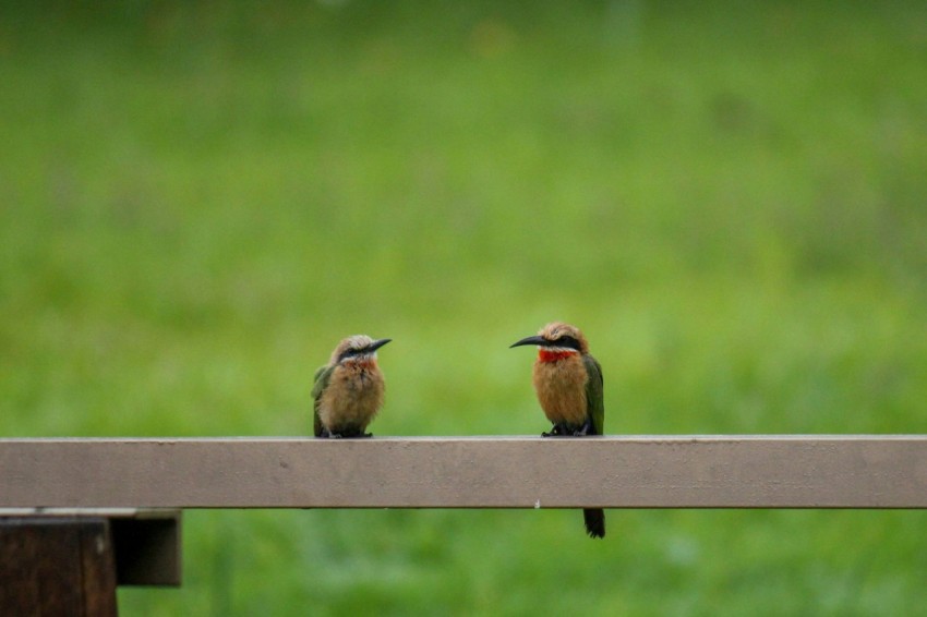 a couple of birds sitting on top of a wooden bench