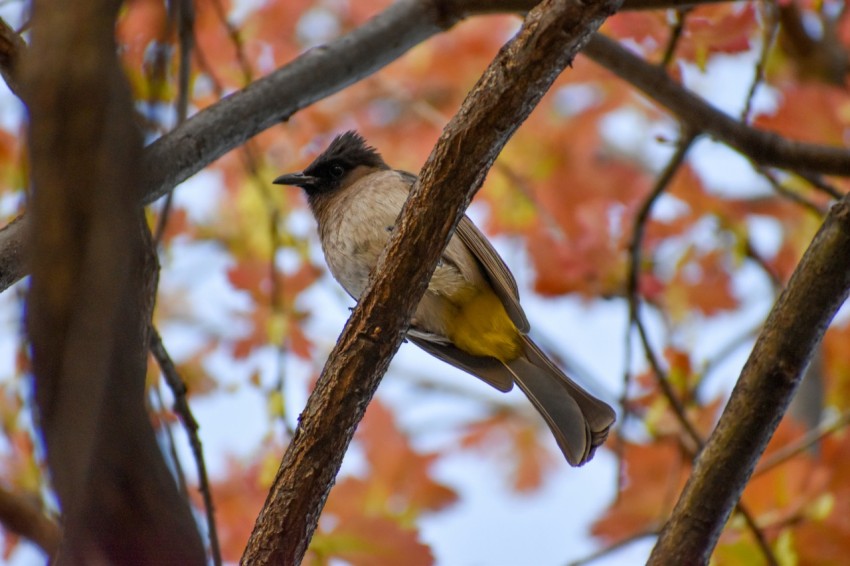 black and white bird on brown tree branch