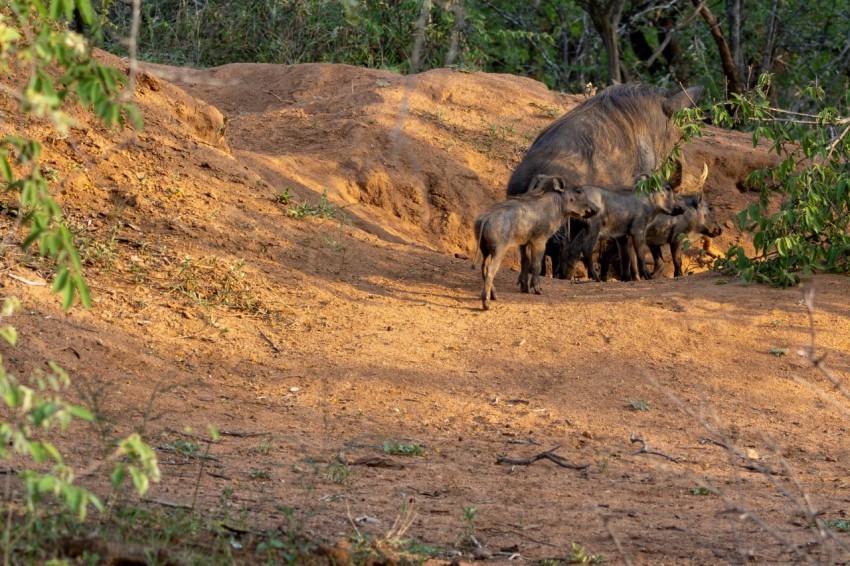 a herd of wild animals walking across a dirt field