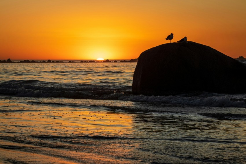 a bird sitting on top of a rock in the ocean f3cIl_