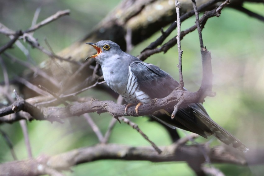 a small bird perched on a branch of a tree