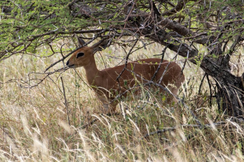 a deer is standing in the tall grass