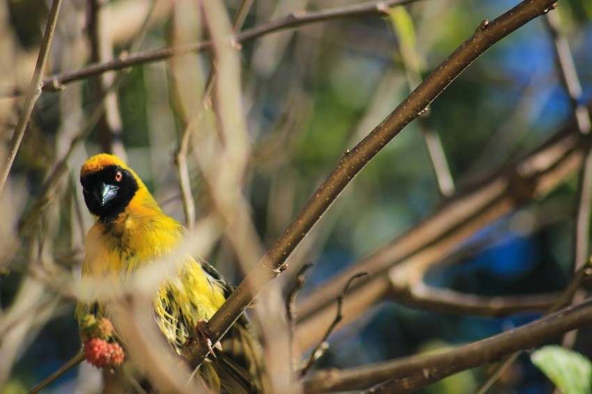 a yellow and black bird sitting on a tree branch