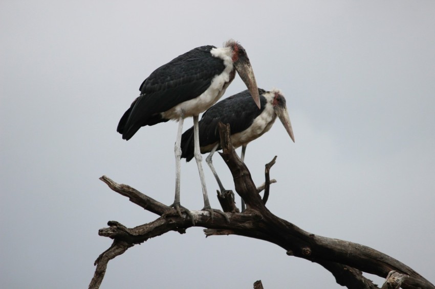 two black and white birds on tree under cloudy skies