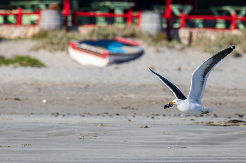 a seagull flying over a beach with a boat in the background