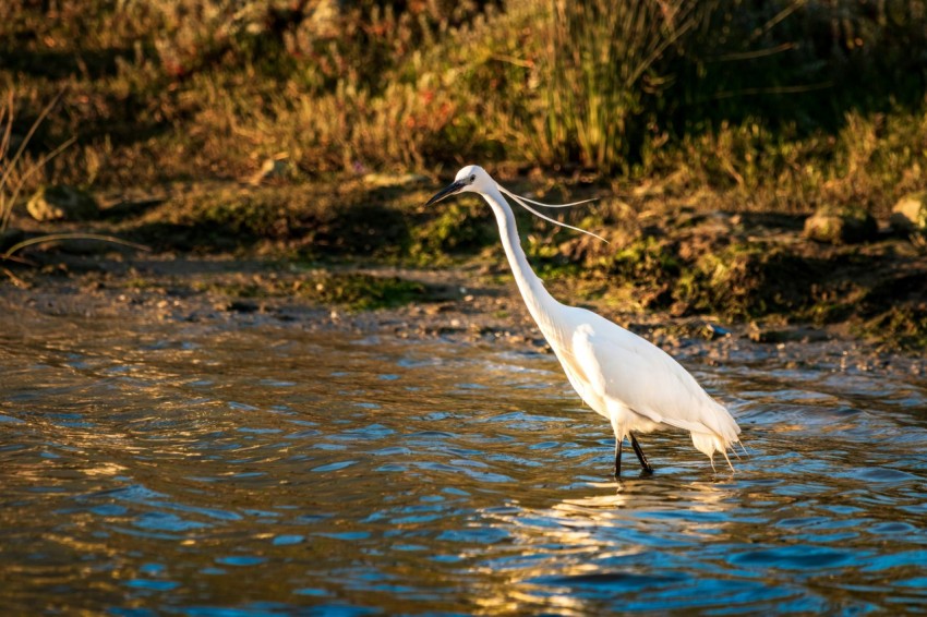 white bird flying over the water during daytime