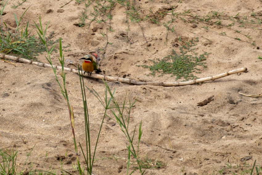 a small bird sitting on a branch in the sand