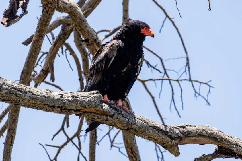 a black bird sitting on a branch of a tree