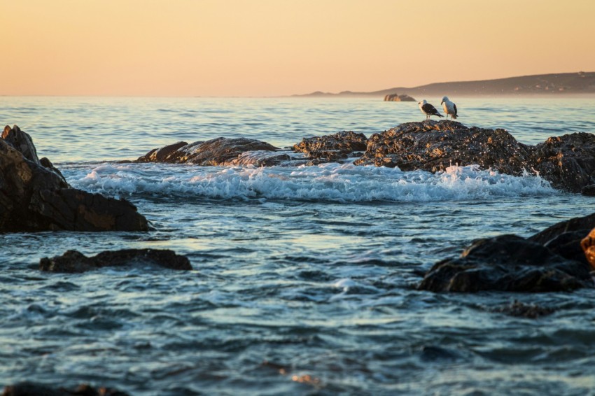 a couple of birds sitting on top of rocks in the ocean