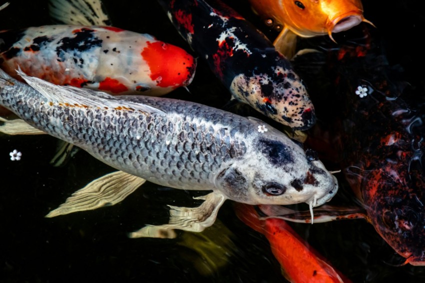 a group of koi fish swimming in a pond