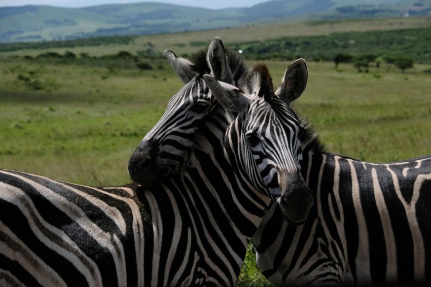 a couple of zebra standing next to each other on a lush green field