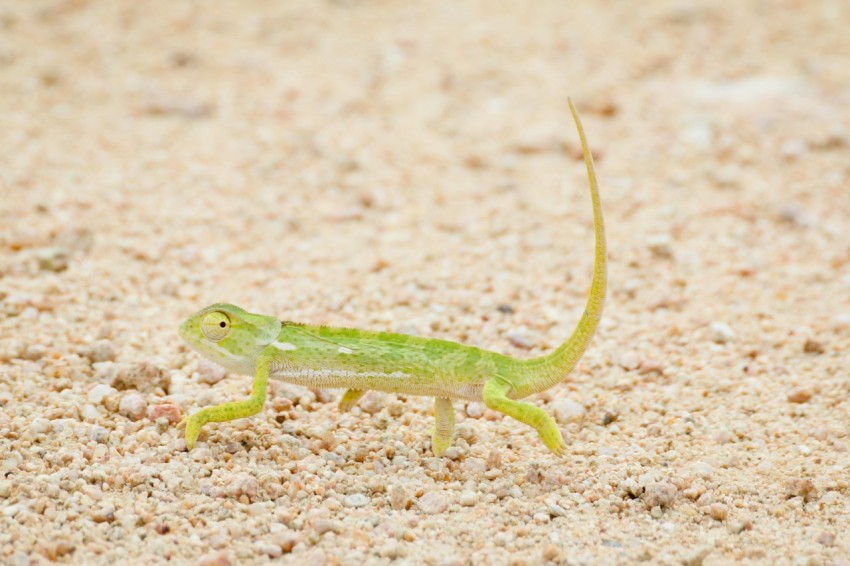 green reptile walking on soil ZgN