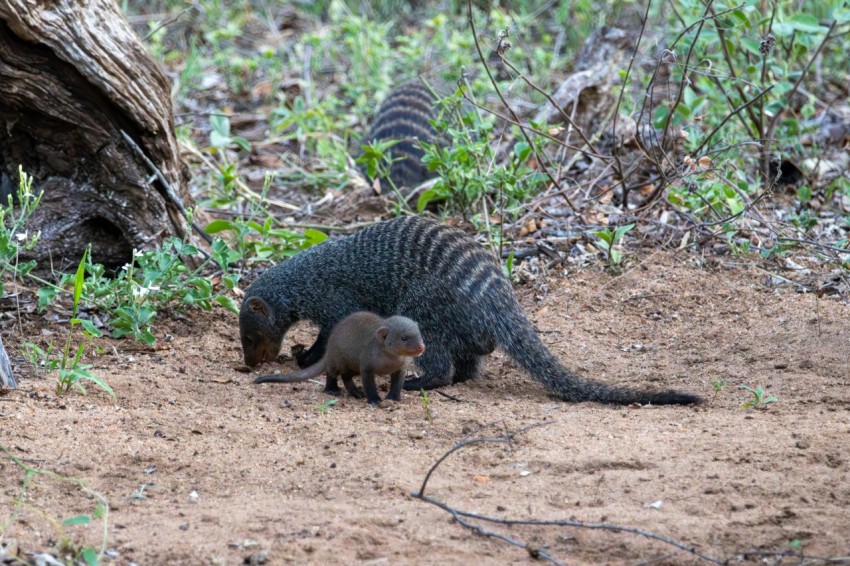 a couple of animals that are standing in the dirt gGygaq