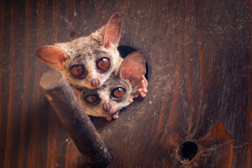 a couple of small animals sitting on top of a wooden floor