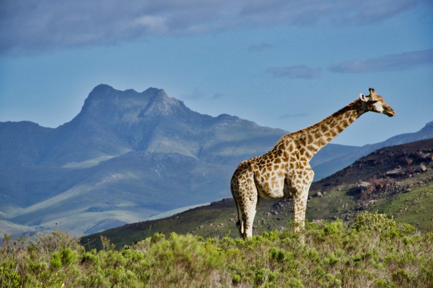 giraffe on high ground