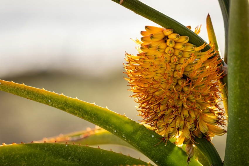 a close up of a flower on a plant