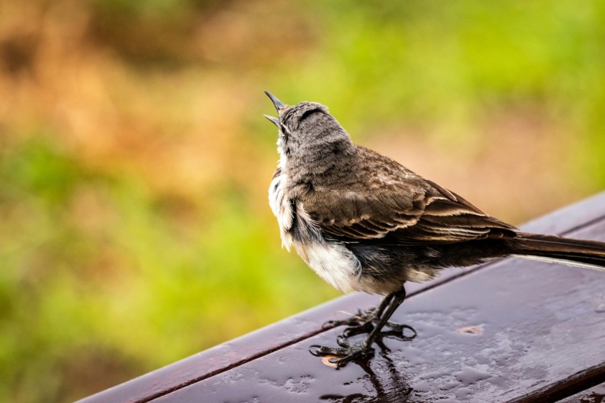 brown and white bird on black metal fence during daytime