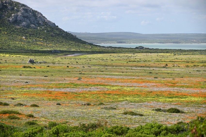 an open field with a mountain in the background