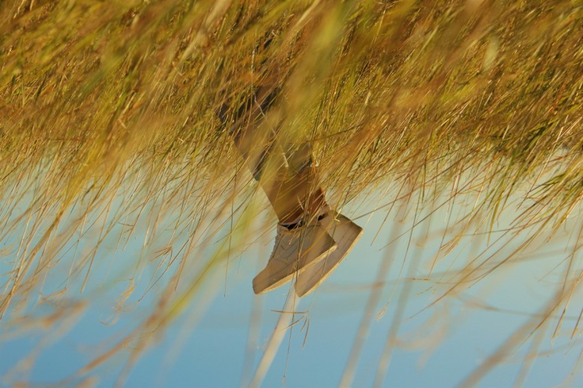 brown and white bird flying over brown grass during daytime LEg