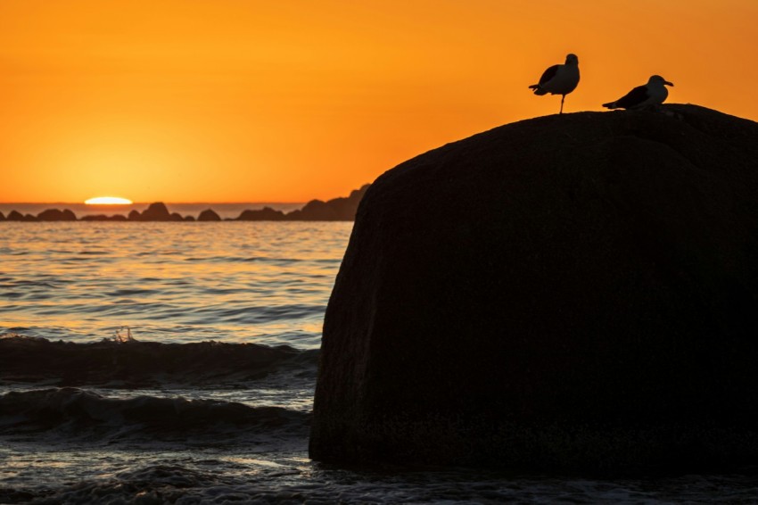 a couple of birds sitting on top of a large rock