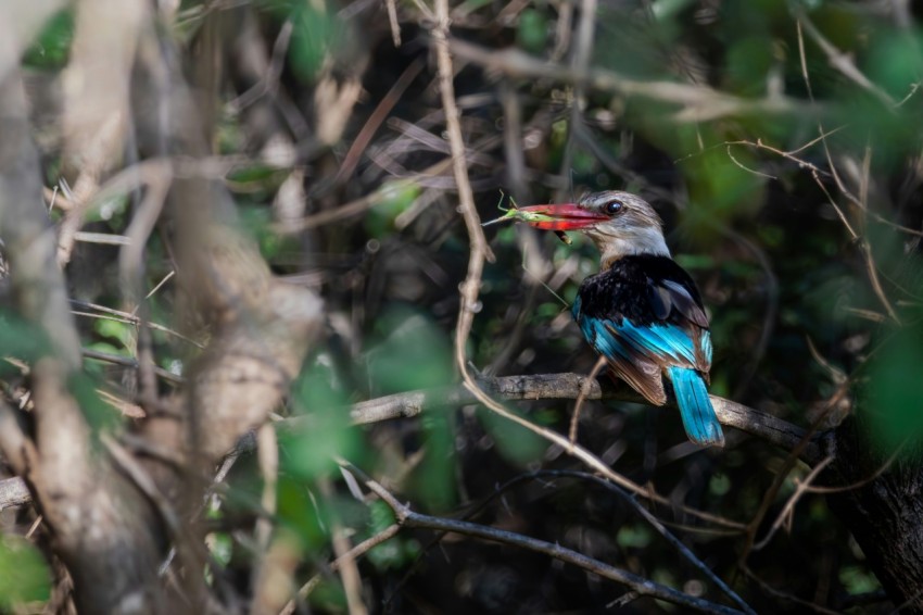 a colorful bird sitting on top of a tree branch