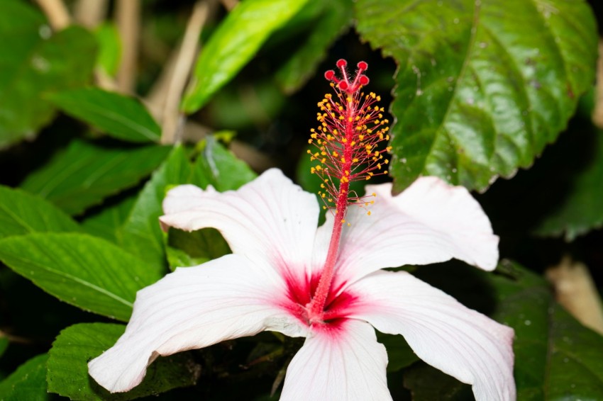 a white flower with a red center surrounded by green leaves