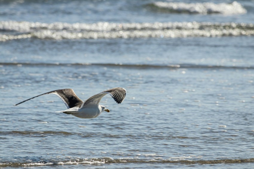 a seagull flying over the ocean with waves in the background