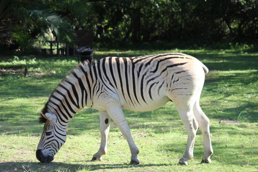 a zebra eating grass