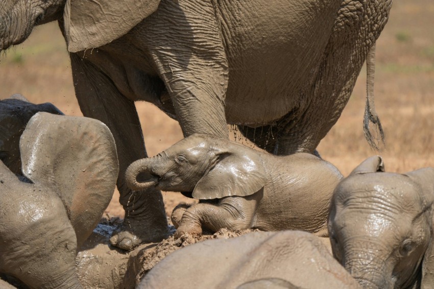 a group of elephants stand around each other