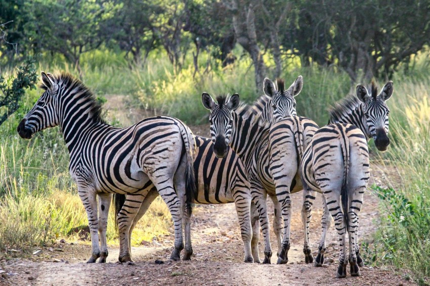 zebra walking on brown soil during daytime