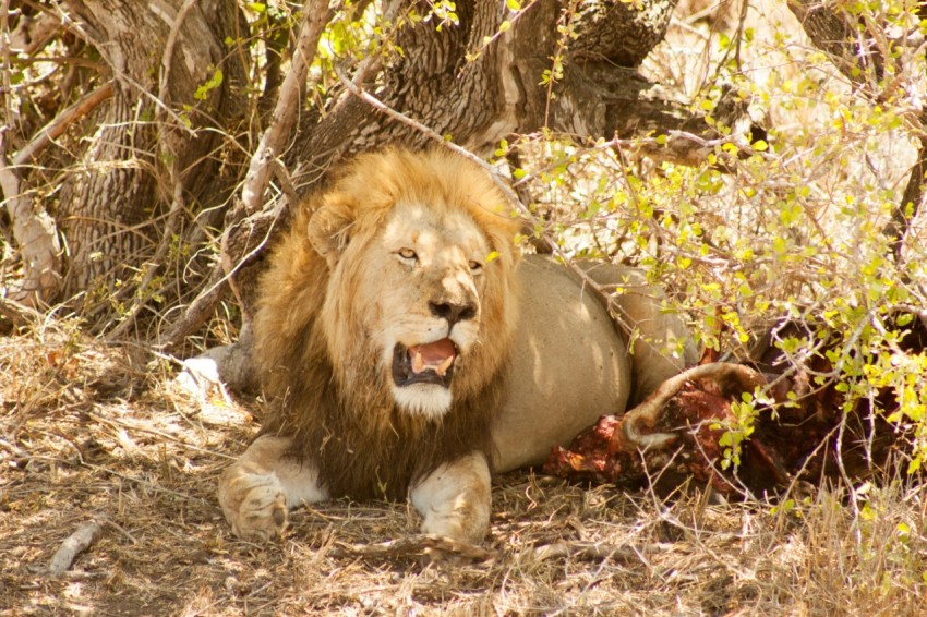 a lion laying on the ground next to a tree hTxKxs