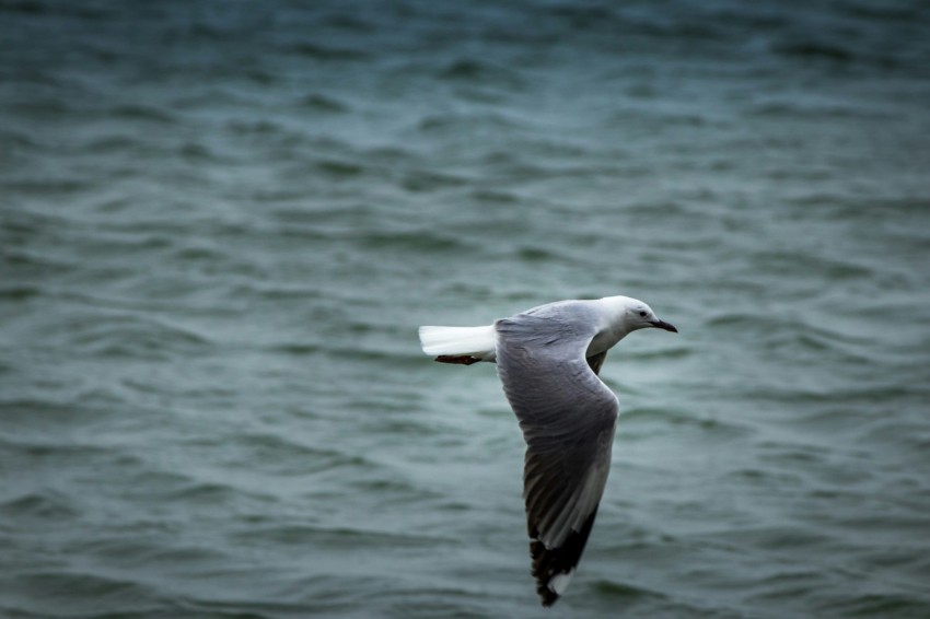 white and black bird flying over the sea during daytime