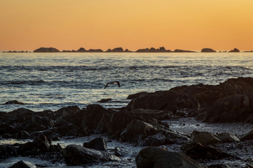 a bird flying over the ocean at sunset